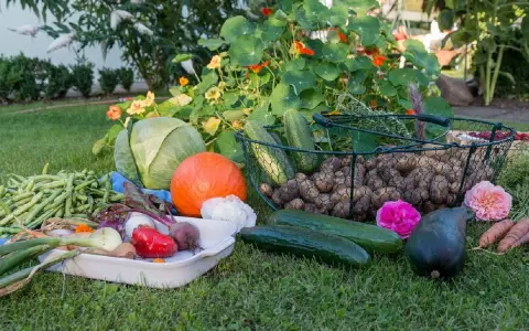 Un ricco orto autunnale: cavoli, zucca, patate, fagiolini, cetrioli, carote e fiori su un prato verde.