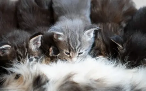 Małe kotki pijące mleko od mamy. To początek drogi, jak założyć hodowlę kotów, pełnej troski i miłości.