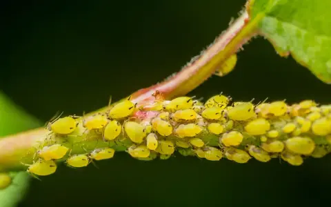 Colonia di afidi gialli su un fusto, con alcune uova visibili tra gli insetti.