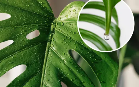 Kiedy monstera płacze, krople rosy lśnią na jej liściach. W zbliżeniu widać, jak jedna łza spływa z końca liścia.
