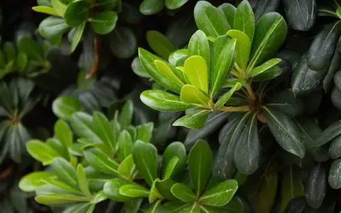 Feuilles vertes et brillantes d'un Pittosporum tenuifolium, contrastant avec des feuilles plus sombres.