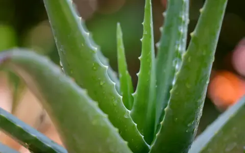 Zielone, soczyste liście aloesu z drobnymi kolcami po bokach. Woda na liściach sugeruje, jak rozpoznać aloes leczniczy po jego świeżości.