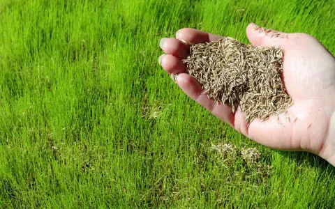 A hand holds grass seed over a lush green lawn, illustrating how to plant grass seed for a beautiful yard.