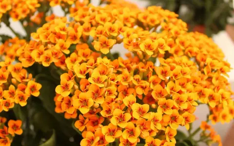 Gros plan sur des fleurs de kalanchoé orange vif, parfaites pour un entretien facile. Leurs petites fleurs en étoile apportent une touche de couleur éclatante.