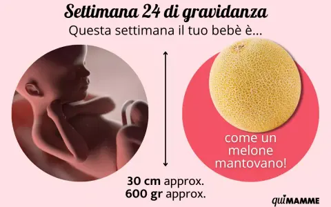 A 24 settimane di gravidanza, il tuo bebè è grande come un melone mantovano, circa 30 cm e 600 gr.