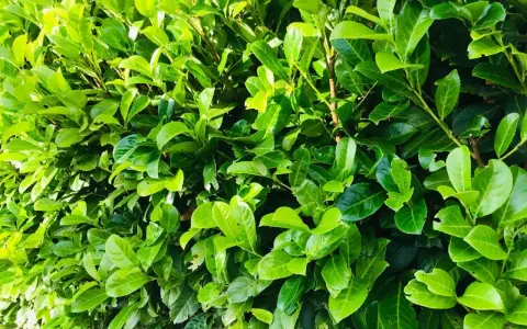 Gros plan sur un feuillage dense et vert, typique d'une bouture de laurier cerise. Les feuilles luisantes forment un mur végétal.