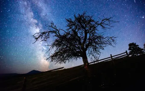 Nocne niebo z Drogą Mleczną nad samotnym drzewem. Dowiedz się, jak zrobić zdjęcie gwiazd telefonem, by uchwycić takie cuda.