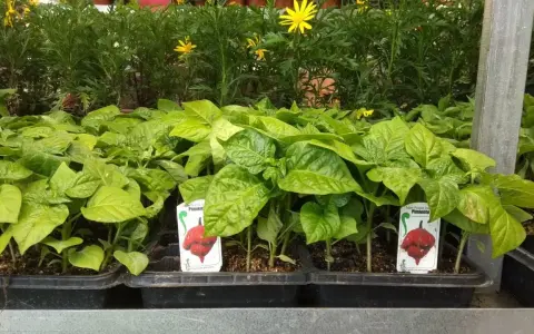 Plantones de pimiento listos para ser trasplantados. ¡Perfectos para lo que se siembra en mayo y disfrutar de picante en verano!