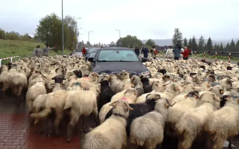 Wielki **redyk** owiec blokuje drogę, zmuszając kierowców do czekania. Pasterze kierują stado, a samochody stoją w deszczu.