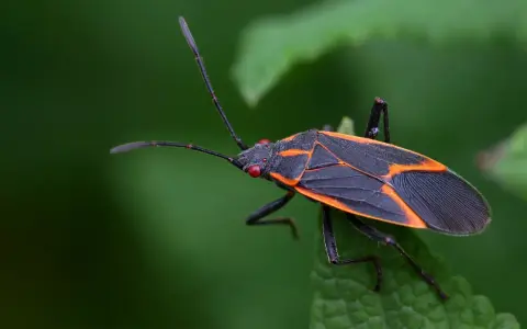 An orange bug with black spots, its wings patterned with orange lines, rests on a green leaf.