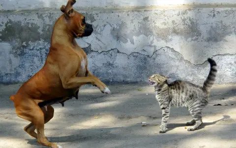 Un boxer si alza sulle zampe posteriori, pronto a combatti o fuggi, mentre un gatto tigrato sibilante si prepara a difendersi.