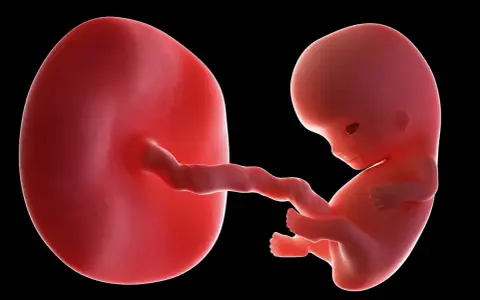 Płód w 9 tygodniu ciąży, który to miesiąc? Rozwija się, czerpiąc życie z pępowiny połączonej z owalnym tworem.