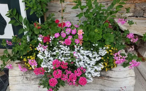 Kolorowe pelargonie i inne kwiaty tworzą bujne wypełniacze do skrzynek, ozdabiając drewnianą ścianę.