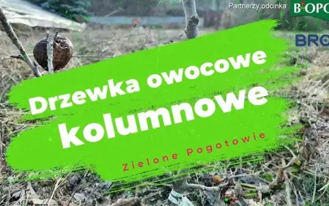 Cięcie drzew kolumnowych: Sekrety obfitych plonów i zdrowia