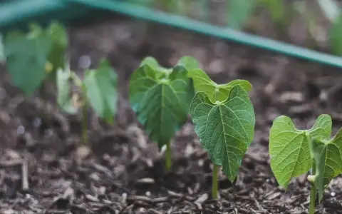 Germogli di fagioli appena spuntati dal terreno, segno di una buona semina.