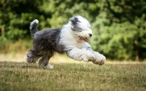 Un bobtail chien, tout en poils, court à toute vitesse dans l'herbe, la langue pendante, le bonheur à l'état pur.