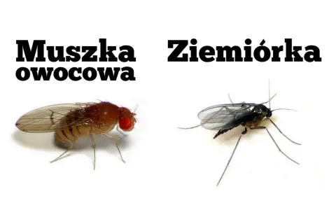 Ziemiórka, ciemna i smukła, kontrastuje z czerwonooką muszką owocową.