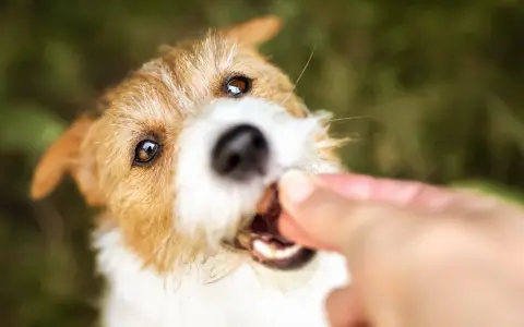 En söt hund får en godbit, kanske till och med kattmat till hund, från en hand.