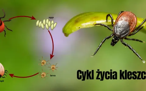 Kleszcze: Bezpieczne metody dla ludzi i zwierząt. Co wybrać?