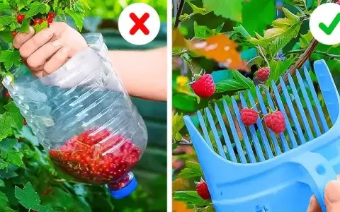Sekrety bujnych kwiatów: Domowe triki, które odmienią Twój ogród!