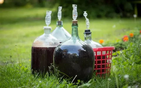 Fermentujące wino: Czy jest bezpieczne? Kiedy pić domowy trunek?