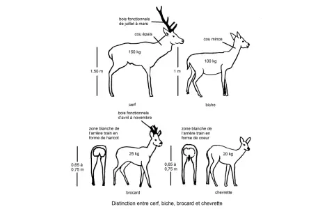 Illustration comparant cerf, biche (la femelle du cerf), brocard et chevrette, avec leurs caractéristiques physiques et poids.
