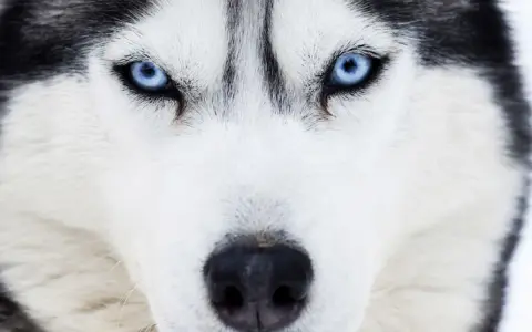 Intensywne, niebieskie oczy husky'ego wpatrują się wprost w obiektyw. Te niebieskie psy mają w sobie dzikość i spokój.