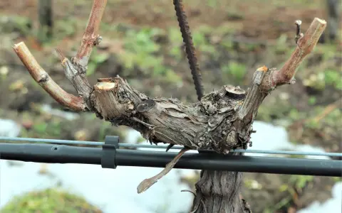 Un robusto tralcio di vite, potato e pronto per la nuova stagione, si staglia su uno sfondo sfocato.