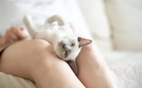 Jak robi kotek? Zrozum mowę kota: od miauczenia po syczenie!