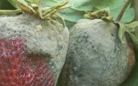 Dwie zepsute truskawki pokryte szarą pleśnią, leżące na zielonych liściach.