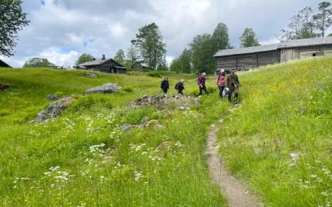 Vandring längs 7 torpsleden genom grönskande ängar med vilda blommor och gamla timmerhus.