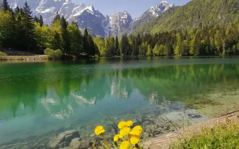 Lago alpino con riflessi di montagne innevate e boschi verdi, fiori gialli in primo piano. Un angolo di paradiso in montagna Friuli Venezia Giulia.