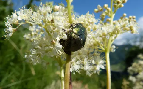 Un scarabée vert métallique se repose sur une fleur de reine des prés.