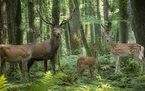 Une famille cerf, composée d'un grand cerf majestueux, de deux femelles et d'un jeune faon, se tient dans une forêt verdoyante.