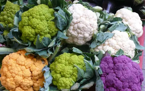 Bunte Blumenkohlpflanzen in verschiedenen Farben: weiß, grün, orange und lila. Ein Fest für die Augen und den Gaumen!