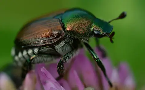 Coleottero metallico su fiore viola, un esemplare di Popillia japonica. Come eliminarla?