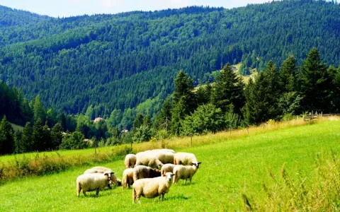 Stado owiec na zielonym zboczu, w tle gęsty las i góry. Gorce atrakcje dla miłośników przyrody i spokoju.