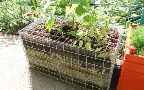 Jardinage innovant : culture sur botte de paille dans une structure métallique. Des plants de tomates poussent dans ce bac original.