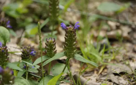 Kleine braune Blütenköpfe mit lila Akzenten, die auf die kleine Braunelle und ihre Heilwirkung hinweisen.