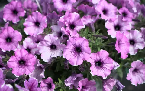 En klase lila surfinior med mörka vener, som visar skillnad på surfinia och petunia.