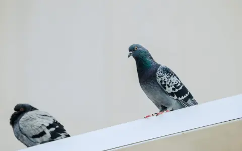 Dos palomas posadas en una cornisa blanca. Quizás busques cómo ahuyentar tortolas para que no se posen aquí.