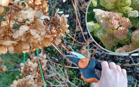 Przycinanie hortensji ogrodowej: ręka z sekatorem przy suchych kwiatostanach, w tle wstawka z kwitnącą hortensją.