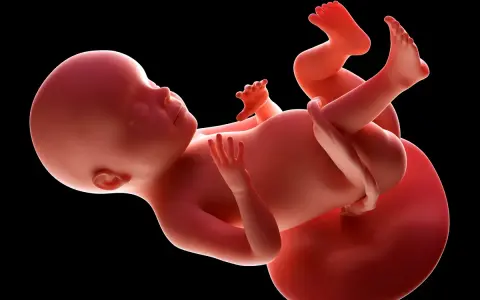 Płód w 28 tygodniu ciąży, z widocznymi dłońmi i stopami, rozwija się w łonie matki.