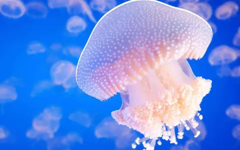 Una medusa bianca puntinata galleggia in un blu profondo, circondata da altre della sua famiglia.
