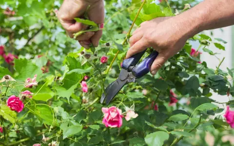 Jak przycinać róże? Sekret obfitego kwitnienia krok po kroku