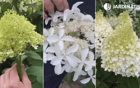 Detalle de racimos de hortensias blancas, algunas aún verdes, otras en plena floración, mostrando su delicada belleza.
