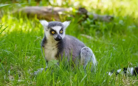 Katta z Madagaskaru z żółtymi oczami siedzi w zielonej trawie, wypatrując czegoś.