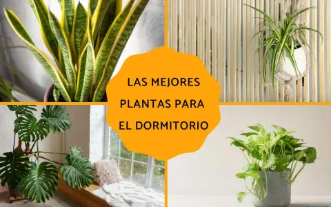 Plantas para dormitorio: Sansevieria, planta araña, monstera y potos. Ideas para un hogar más verde.