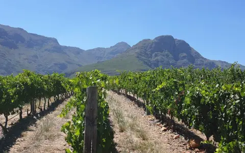Reife Chenin Blanc Trauben unter blauem Himmel, bereit für die Weinlese. Der Geschmack verspricht Frische und Fruchtigkeit.