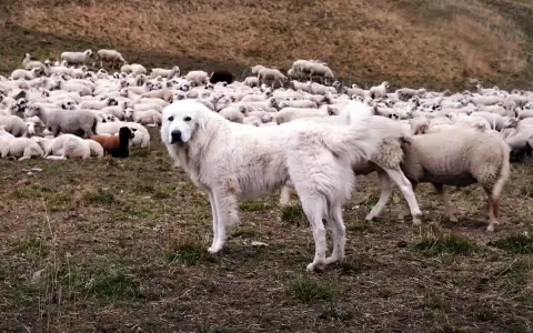 Un chien de berger Patou veille sur un troupeau de moutons dans un pré.